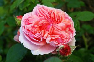 Duftgarten Rosengarten