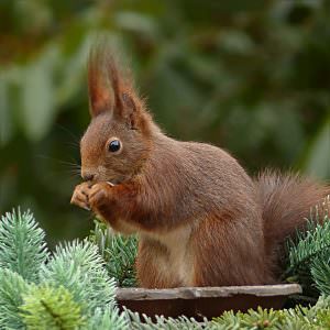 Naturgarten Gartengestaltung für Igel und Eichhörnchen