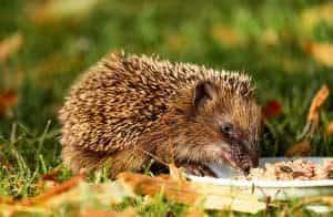 Naturgarten für Hase und Igel Gartenblog Flaechenlust