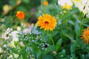 kräutergarten ringelblume