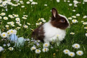 Naturgarten gestalten für Tiere im Garten