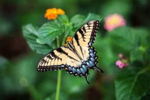 naturgarten für schmetterling gartenplanung