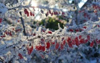 winter im garten