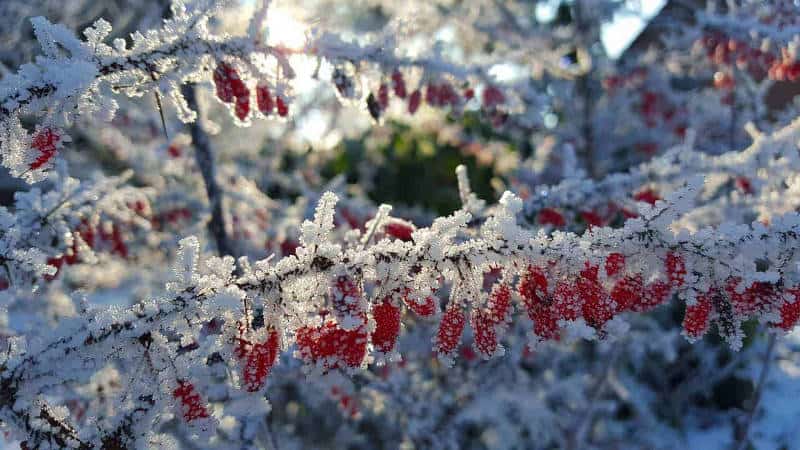 winter im garten