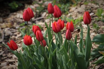 Garten Februar Tulpen