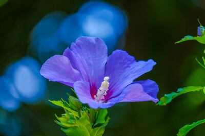 Hibiskus Gartentipps Februar