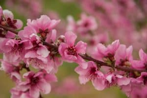 Pfirsichblüte frostempfindliche Gartenpflanzen Gartenblog