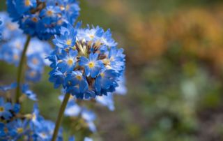 Garten im März Gartenblog