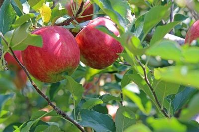 gartentipp april obstgarten