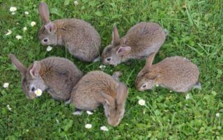 Naturgarten für Hasen und Igel Gartenplanung