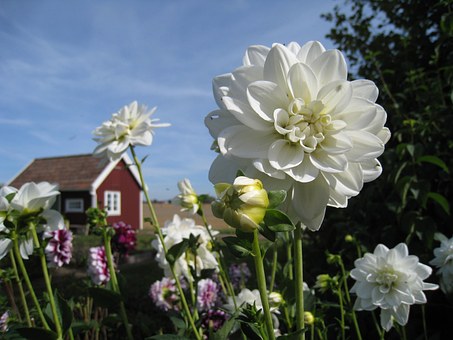 Dahlie Cottage Garden