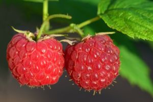 anti-aging garten Himbeere hautalterung