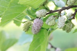 maulbeere weiß anti-aging garten
