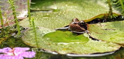 gartentipps für den gartenteich