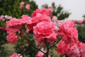 gartentipps september rosen