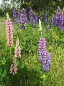 Gründüngung Lupinie Flaechenlust Gartenplanung
