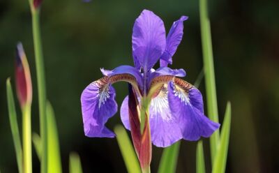 Steingarten Klimawandel Iris