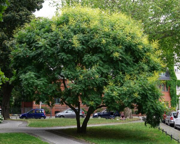 Klimawandel Baum