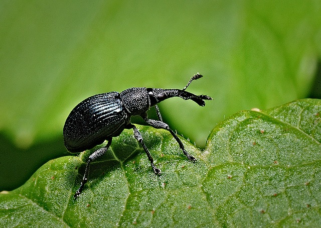 klimawandel garten käfer
