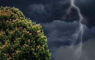 Klimawandel im Garten