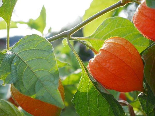 physalis neues gemüse im stadtgarten