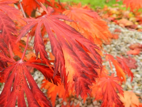 Gartenpflanze Japanischer Ahorn im Herbst