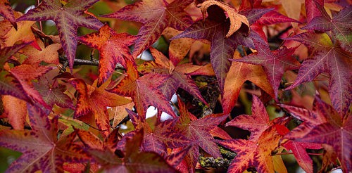Amberbaum Herbstfärbung Gartenpflanze