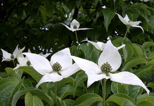 Blumenhartriegel Scheinblüte flaechenlust