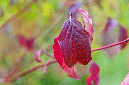 Cornus florida im Herbst