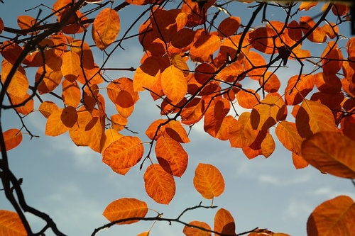 Felsenbirne Herbstfärbung