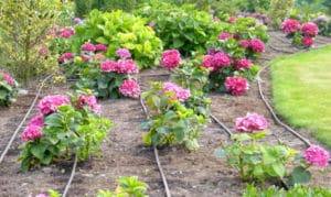 bewässerung tropfschlausch garten