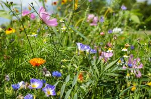 blumenwiese-naturwiese-naturgarten