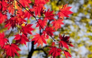 Gartenpflanzen Herbst