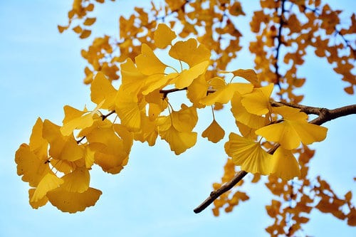 Ginkgo Gartenpflanze 