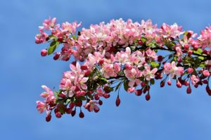 Zierapfel pflegeleichte gartenpflanzen