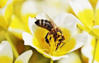 Naturgarten für Bienen und Insekten Gartenblog Flaechenlust Gartenplanung