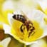 Naturgarten für Bienen und Insekten Gartenblog Flaechenlust Gartenplanung