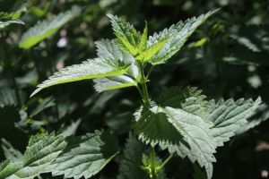 Naturgarten Raupenfutter Schmetterlinge