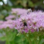 Fetthenne Naturgarten für Bienen