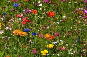 gartentipps monat mai