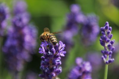 Naturgarten für bienen Lavendel