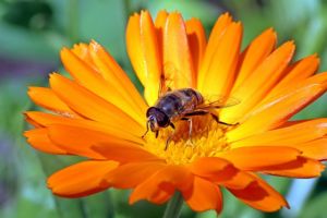 gartentipps im mai Sommerblumen