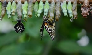 naturgarten schmetterling puppe