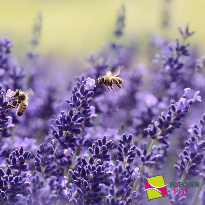 Lavendel Gartenbeet Biene