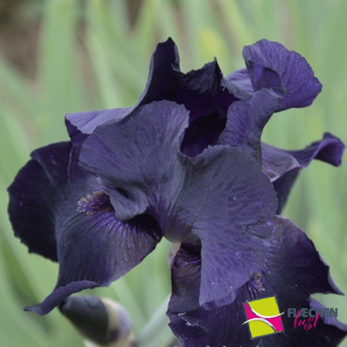 blumenbeet schöne blaue iris