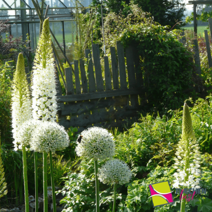 blumenbeet steppenkerze