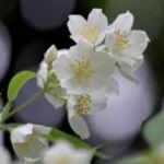 Bauernjasmin