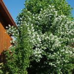 Duftgarten Bauernjasmin