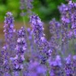 Lavendel im Garten