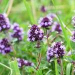 Thymian duftend